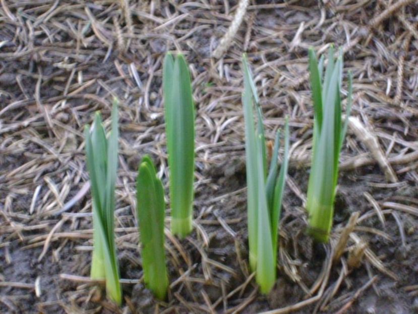 Narcise - v Iarna 2016-2017-2018