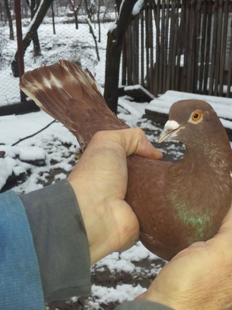  - PORUMBI-ROSII DE TÂRGOVIȘTE PENTRU MATCĂ