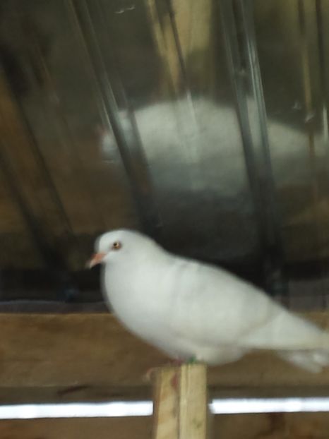  - ZBURATORI-DE-TÂRGOVIȘTE