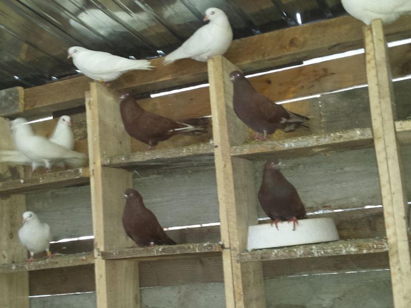  - ZBURATORI-DE-TÂRGOVIȘTE