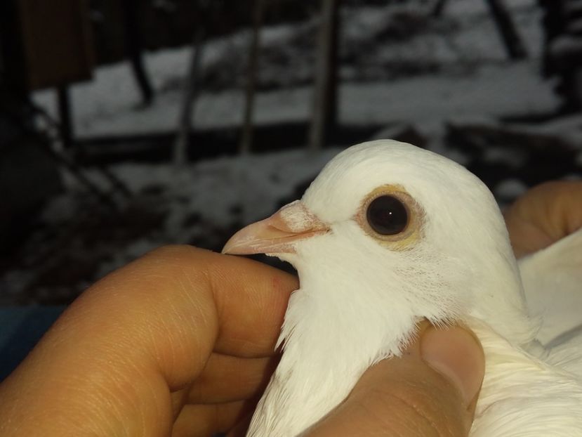  - ZBURATORI-DE-TÂRGOVIȘTE