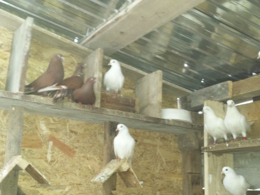  - ZBURATORI-DE-TÂRGOVIȘTE