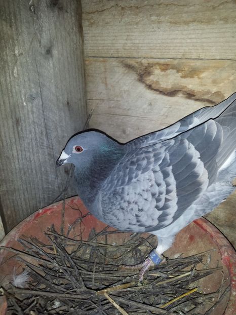  - PORUMBIȚE-VOIAJOR