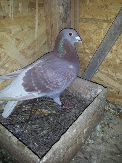  - PORUMBIȚE-VOIAJOR