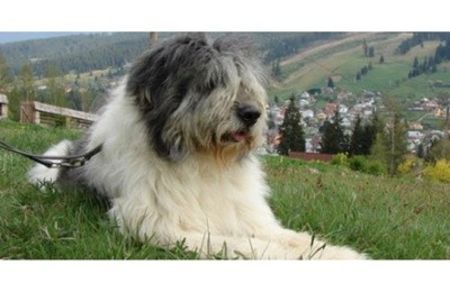 ciobanesc-mioritic-pe-iarba - Piata animale vanzare animale