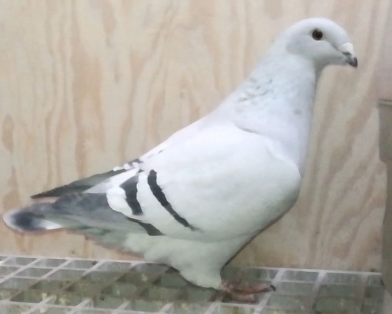 JRS21-ARCHIWUM - d- MŁODE 17- Young 17