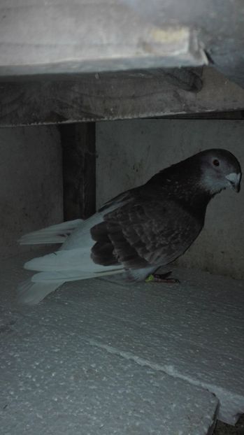  - Masculi pentru 2018