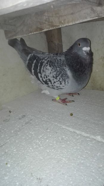  - Masculi pentru 2018