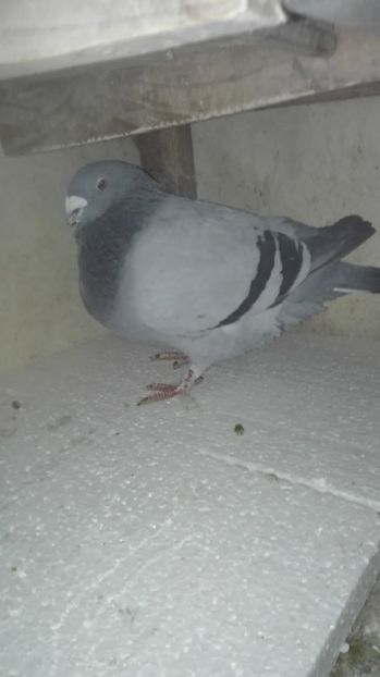  - Masculi pentru 2018