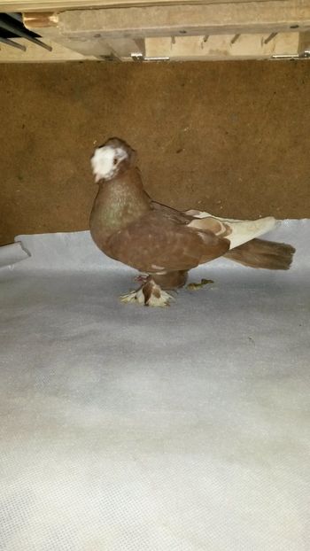 Mascul perechea 1 - 35-Jucator de bucovina