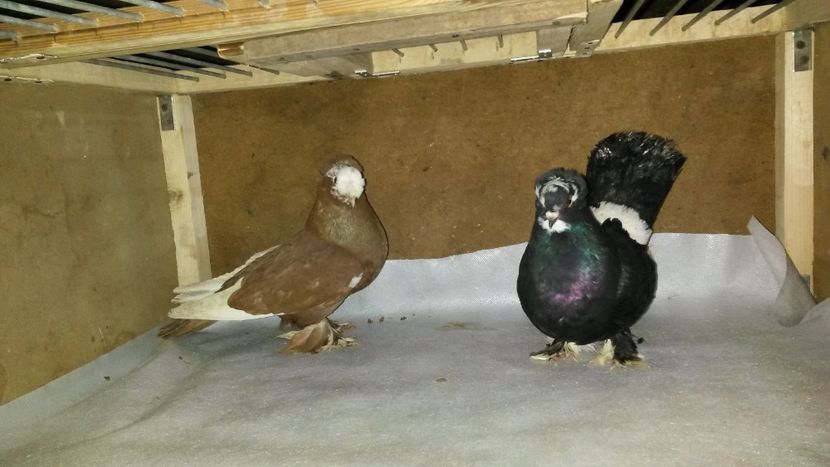 Perechea 1 - 35-Jucator de bucovina