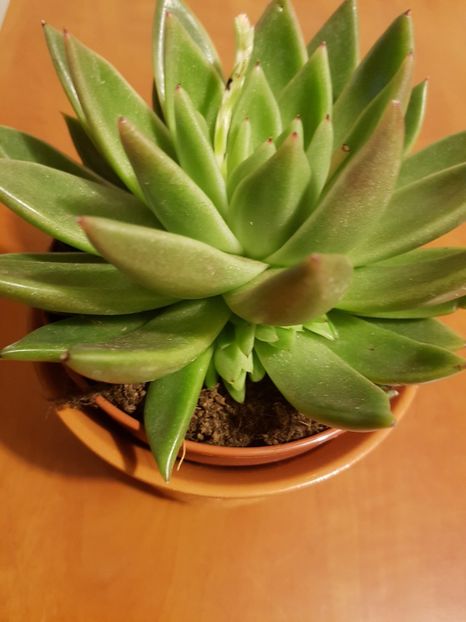 Echeveria agavoides-ghiveci 12,5cm - Echeveria