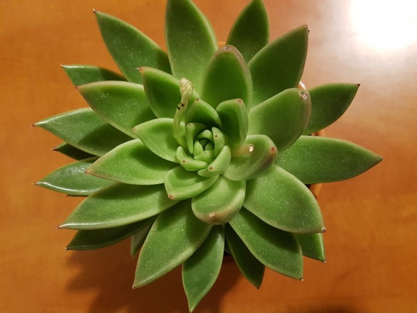 Echeveria agavoides-ghiveci 12,5cm - Echeveria