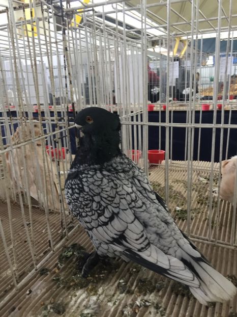 C348970D-8A91-44E6-A438-B2D42C5EE222 - Ianuarie 2018