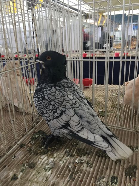 4D428ABD-9B4C-42C2-9A65-667B9F111718 - Ianuarie 2018