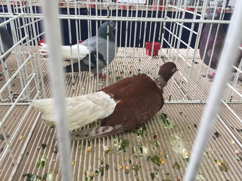 B6359275-2C75-45F8-81C9-DBEB0026165D - Ianuarie 2018