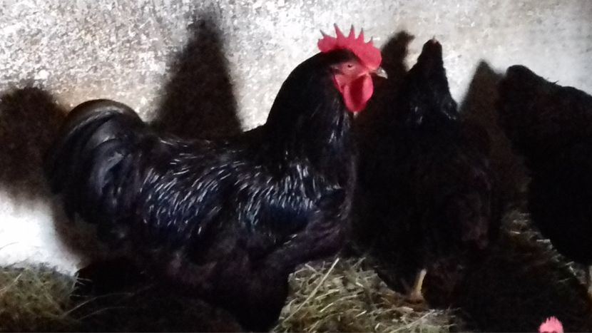 cocos 1 - RHODE ISLAND