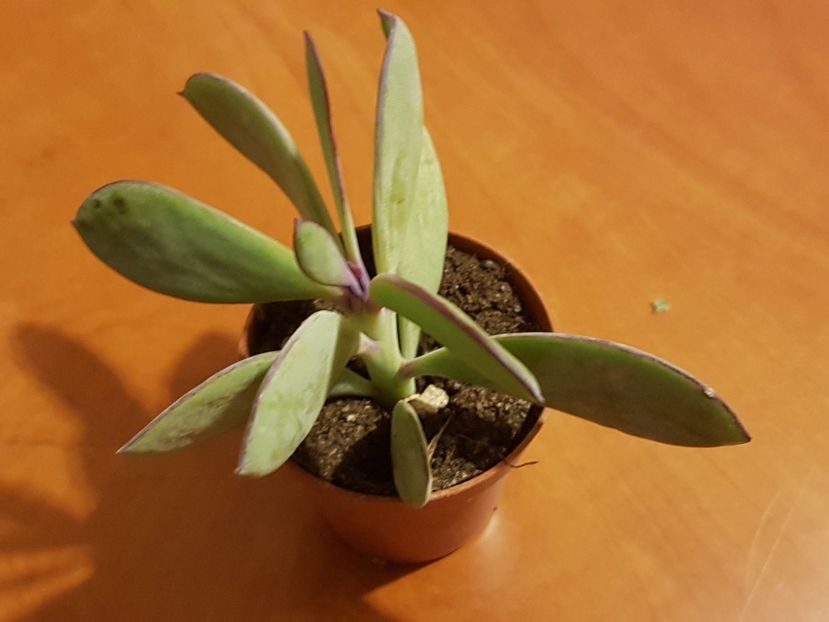 Senecio crassissimus - Cactusi si plante suculente 2017-2018-2019