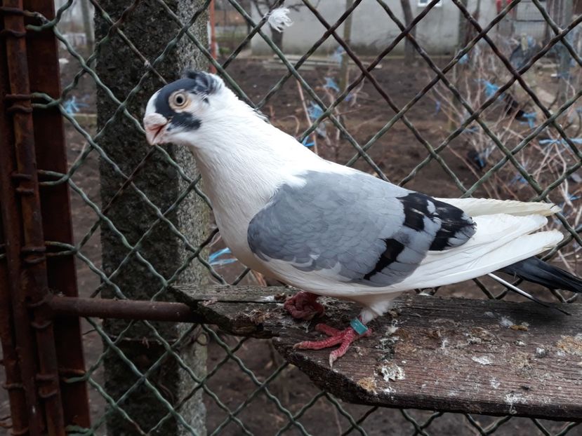  - Câțiva galateni pentru 2018