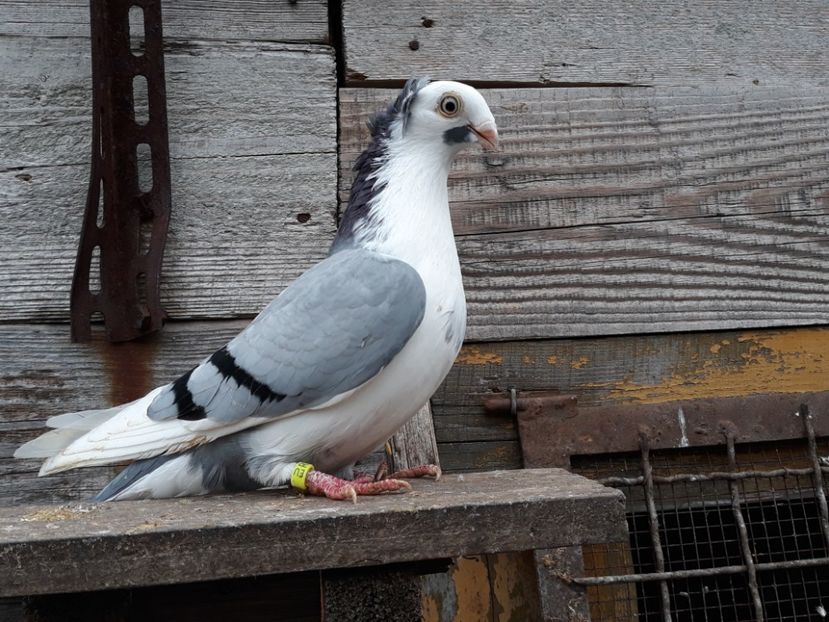  - Câțiva galateni pentru 2018