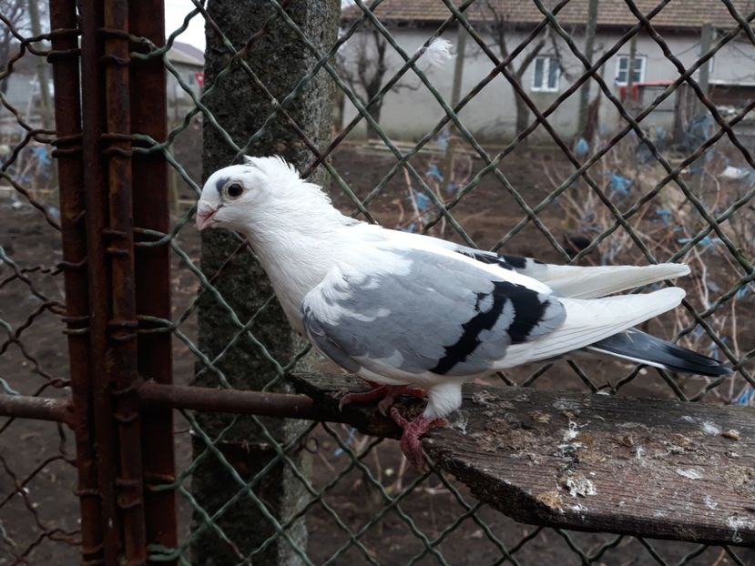  - Câțiva galateni pentru 2018