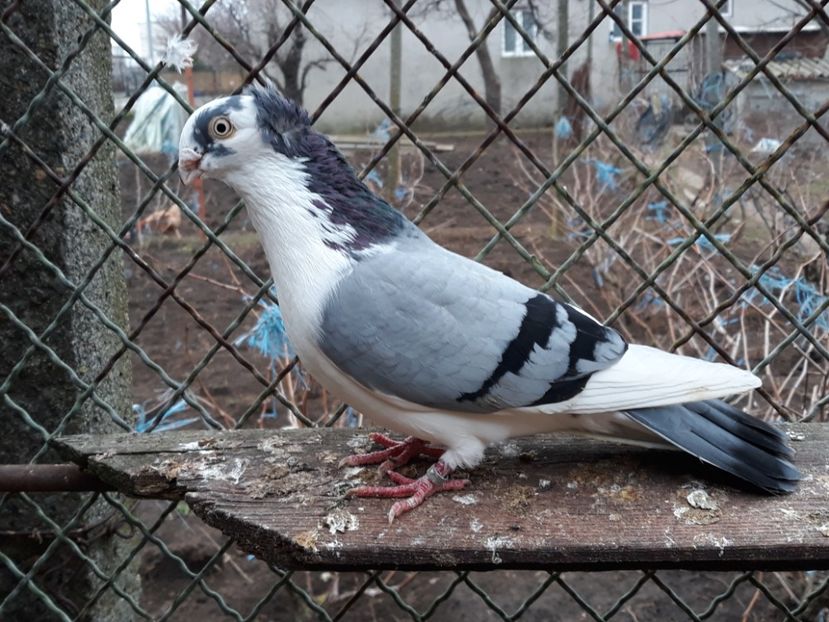  - Câțiva galateni pentru 2018