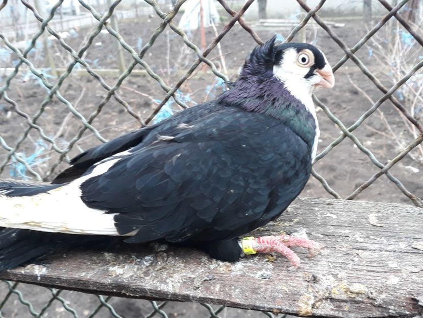  - Câțiva galateni pentru 2018