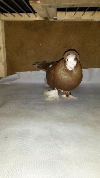  - 35-Jucator de bucovina