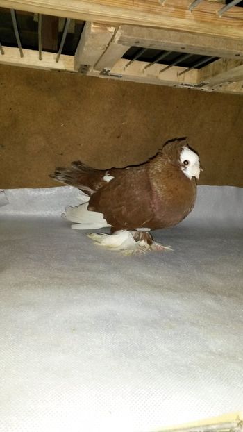  - 35-Jucator de bucovina