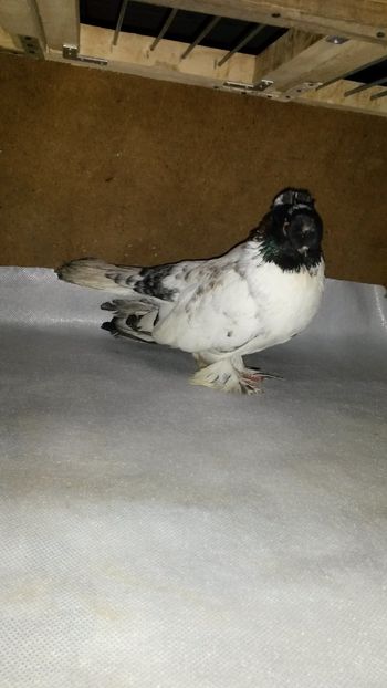  - 35-Jucator de bucovina