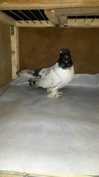  - 35-Jucator de bucovina