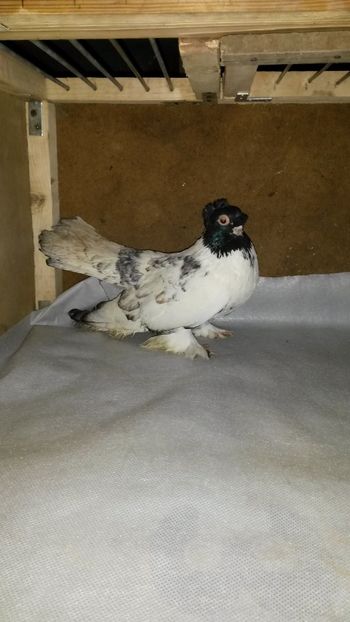 Mascul 2 - 35-Jucator de bucovina