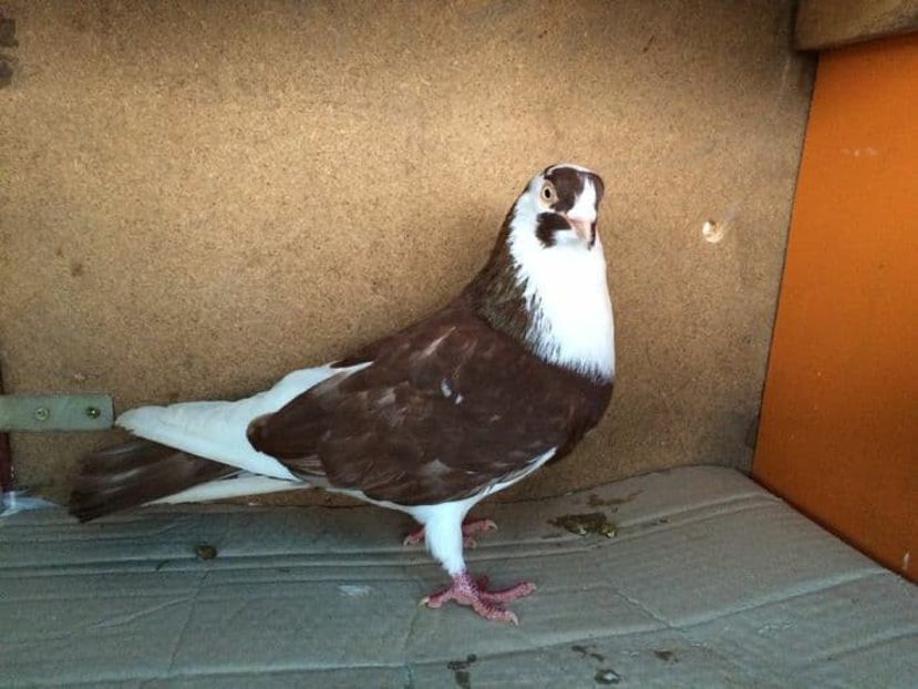 mascul  2011 - Plecați ALBUM 1