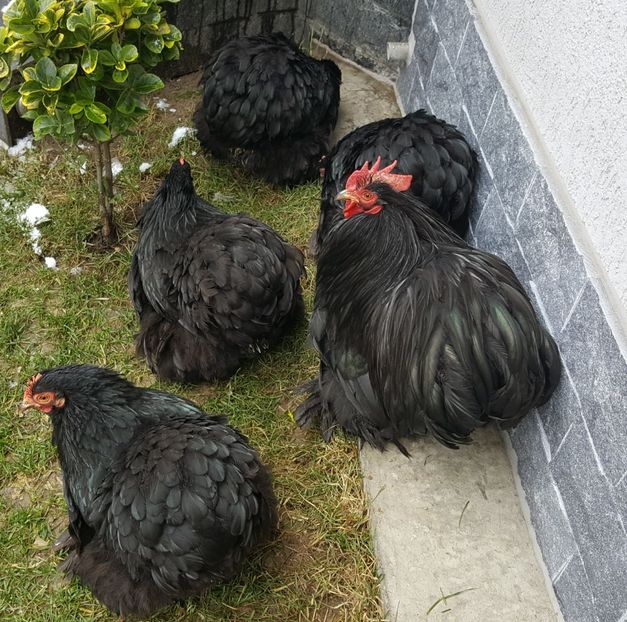  - 32_COCHINCHINA PITIC NEGRU-BOBAT-ALBASTRU 2021