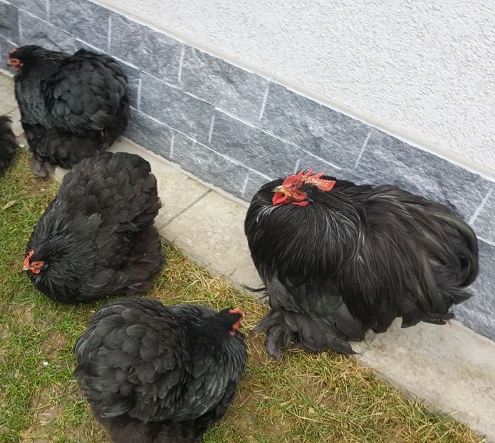  - 32_COCHINCHINA PITIC NEGRU-BOBAT-ALBASTRU 2021