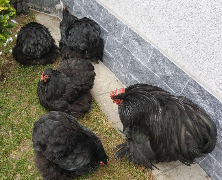  - 32_COCHINCHINA PITIC NEGRU-BOBAT-ALBASTRU 2021