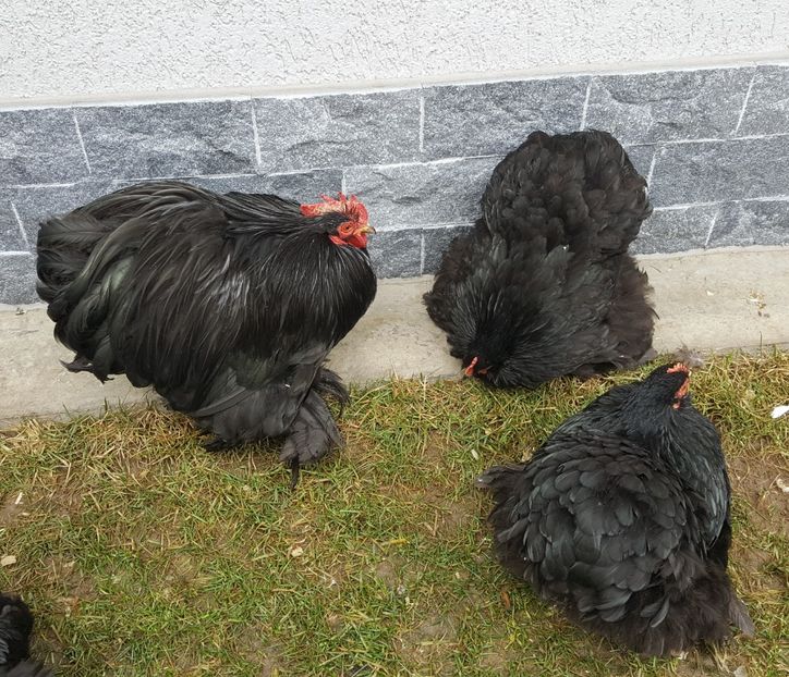  - 32_COCHINCHINA PITIC NEGRU-BOBAT-ALBASTRU 2021