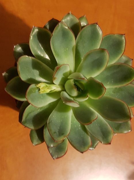 Echeveria pulidonis -ghiveci 8.5 cm - Echeveria