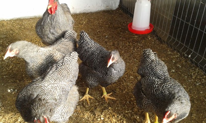  - PLYMOUTH ROCK BARAT-2018