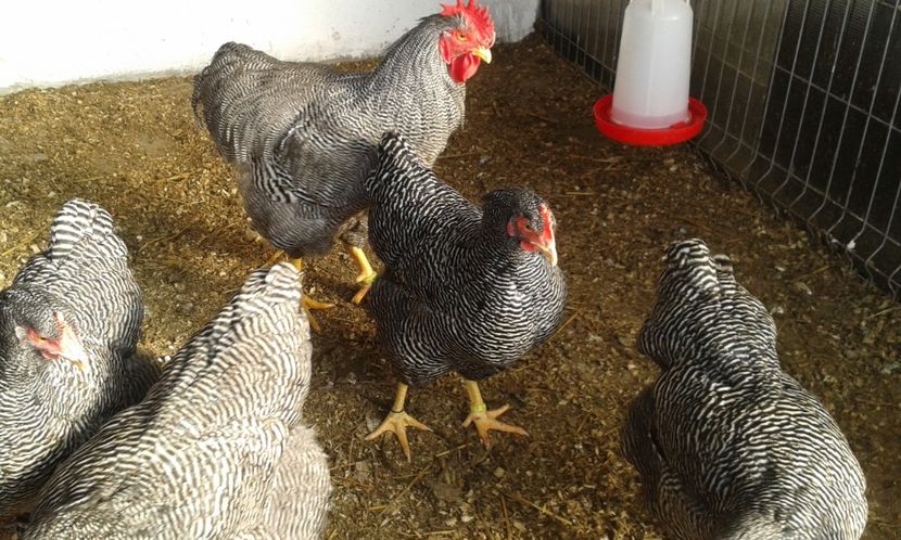  - PLYMOUTH ROCK BARAT-2018