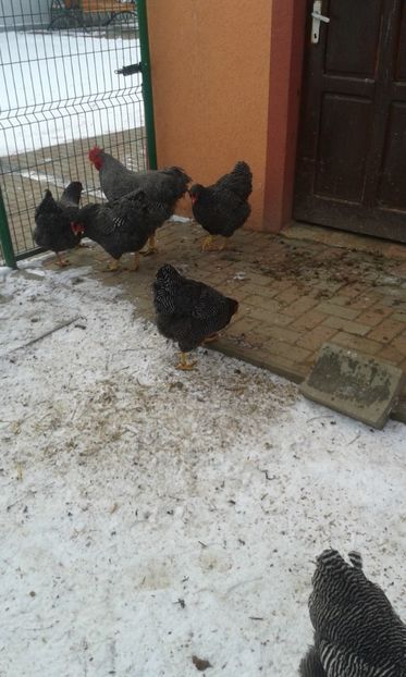  - PLYMOUTH ROCK BARAT-2018