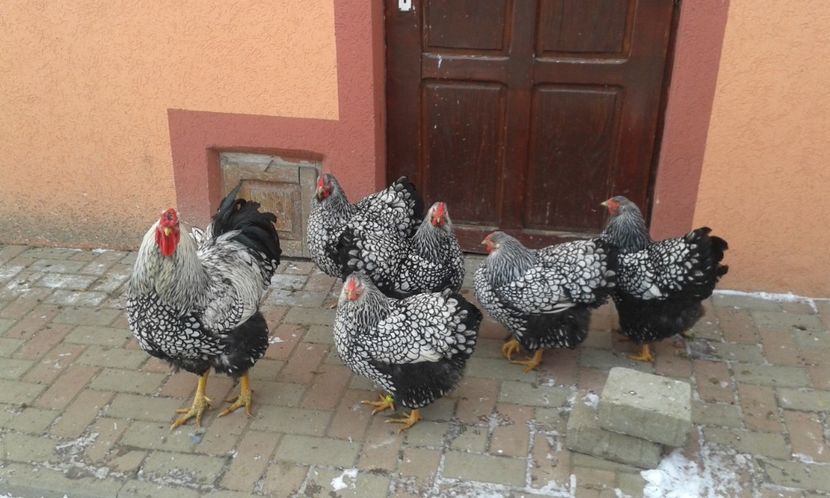  - Wyandotte-Argintiu2018