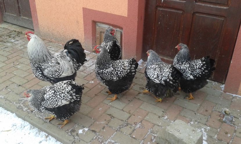  - Wyandotte-Argintiu2018