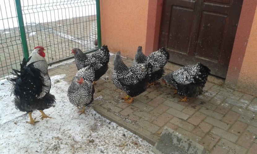  - Wyandotte-Argintiu2018