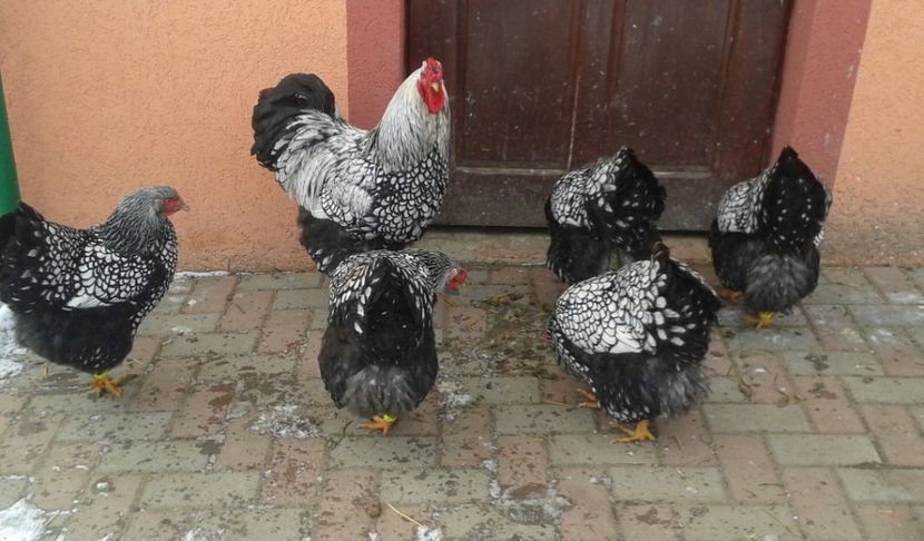 20180119_105137-1 - Wyandotte-Argintiu2018