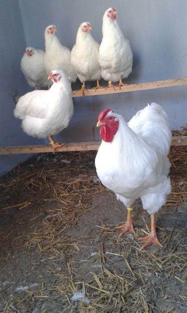  - Wyandotte alb 2018