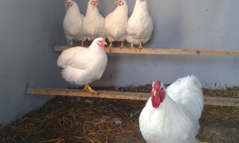  - Wyandotte alb 2018