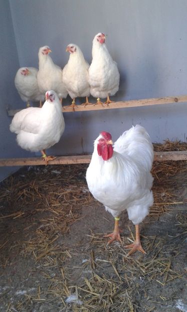  - Wyandotte alb 2018