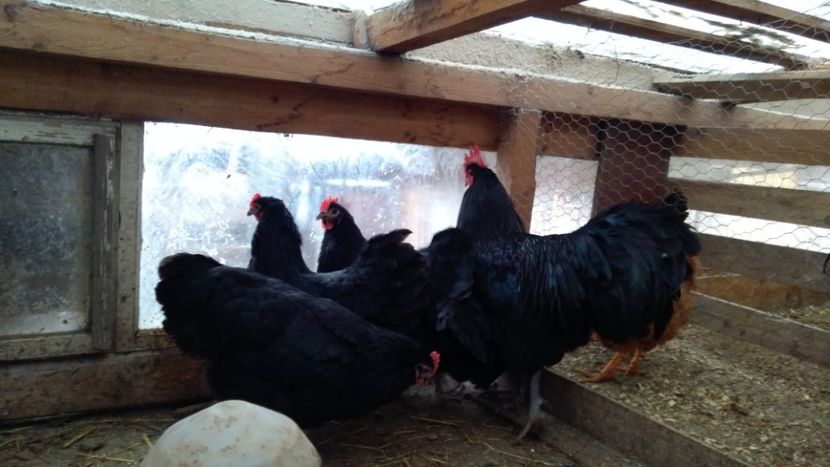  - Australorp