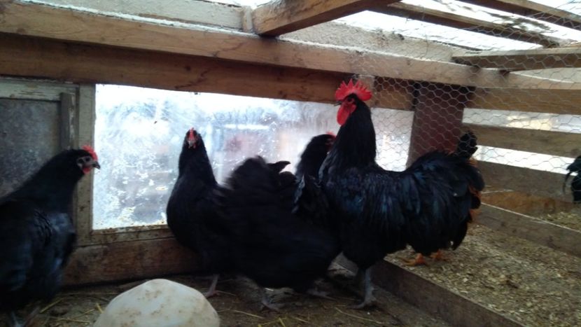  - Australorp